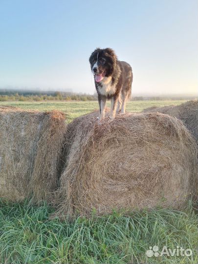 Вязка кавказская овчарка, кобель