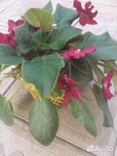 Цветущие фиалки