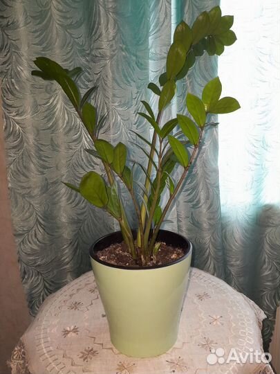 Замиокулькас