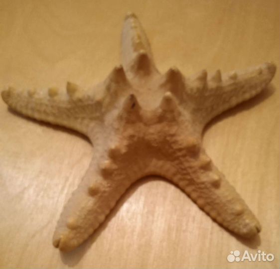 Морская звезда