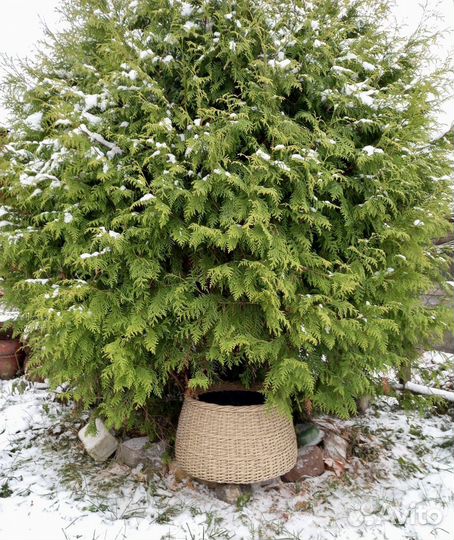 Юбка для елки из ротанга