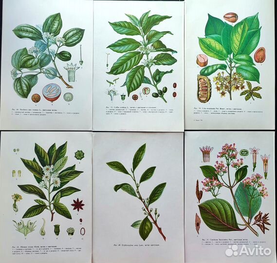 Ботанические иллюстрации тропические растения