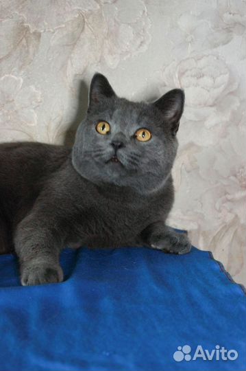 Кот в добрые руки