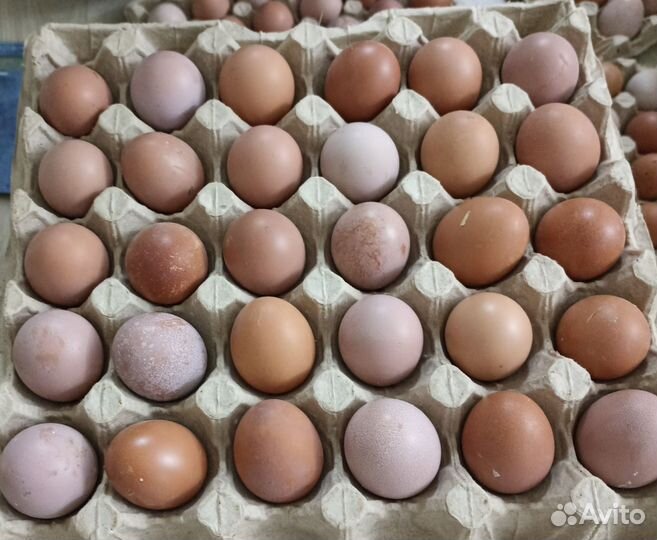 Яйцо куриное от молодых курочек