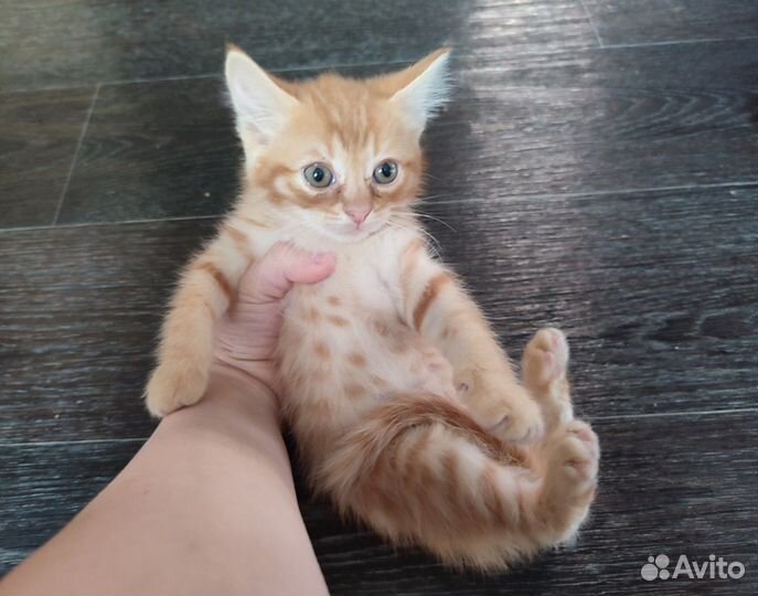 Котята в добрые руки бесплатно