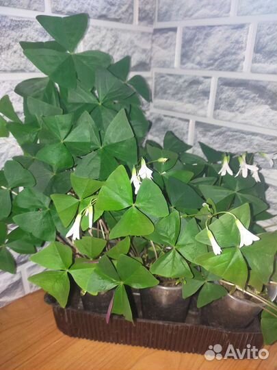 Кислица оксалис