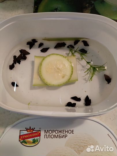 Улитка для аквариума мелании и катушка