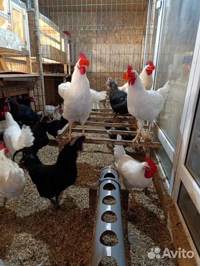 Петухи молодые