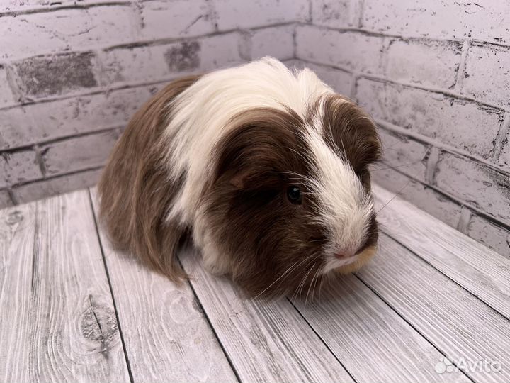 Морская свинка шелти девочка