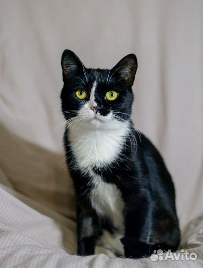Котодевочка ласкуша Лилу