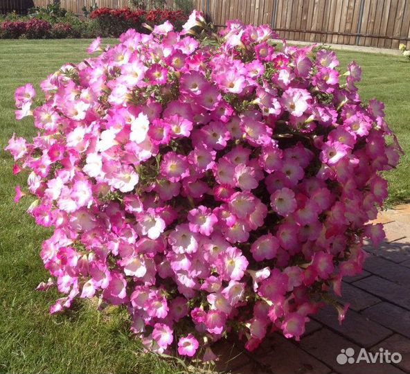 Семена петунии ампельной гигантской