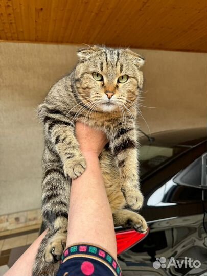 Котик вислоухий