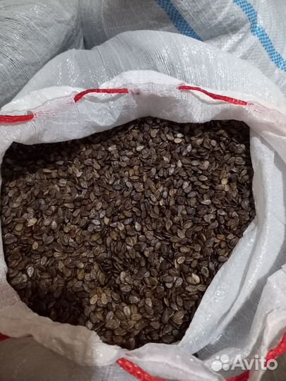 Семена арбуза