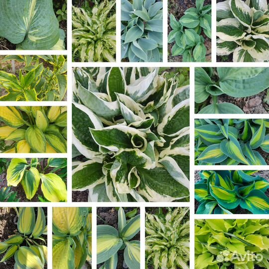 Многолетние цветы