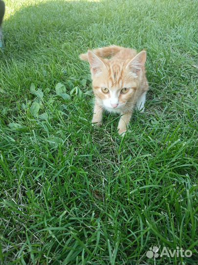 Отдам в добрые руки