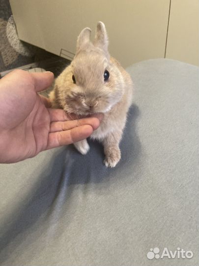 Карликовый кролик