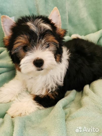 Бивер мальчик