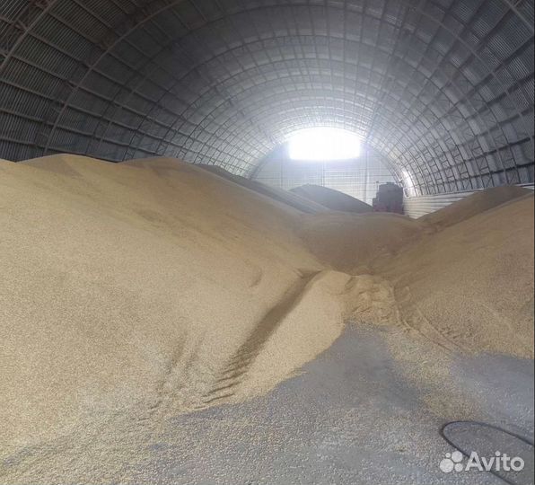 Ячмень озимый, Пшеница яровая корма