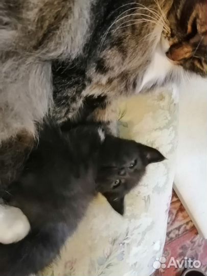 Котенок в дар
