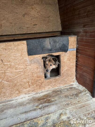 Собака из приюта ищет семью