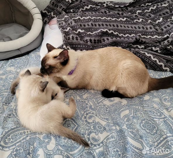 Тайские котята