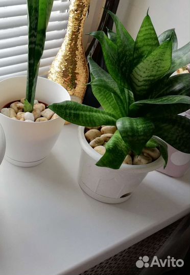 Сансевиерия