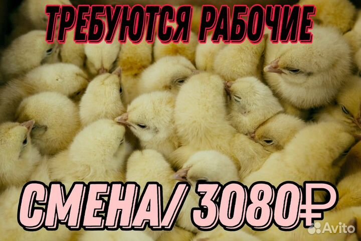 Разнорабочий вахта.питание