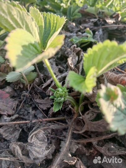 Рассада клубники фестивальная