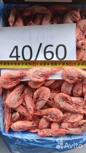 Креветка магаданская