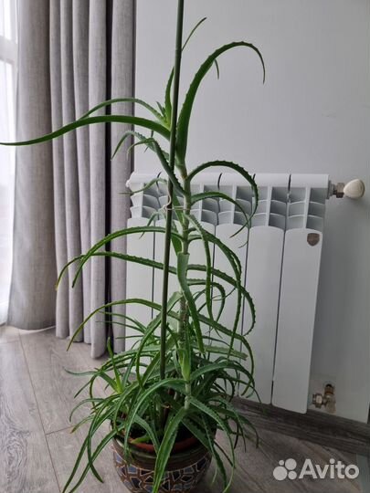 Алоэ с горшком