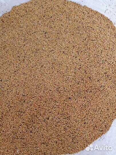 Семена горчицы (сидерат)