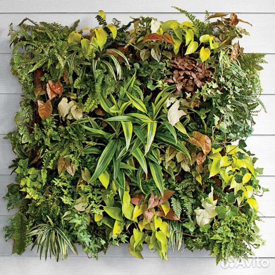 Живые растения для озеленения,фитостен,фитомодулей