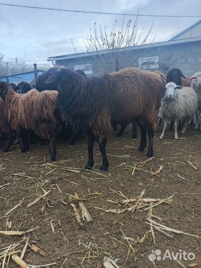 Гиссарский баран