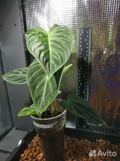 Филодендроны