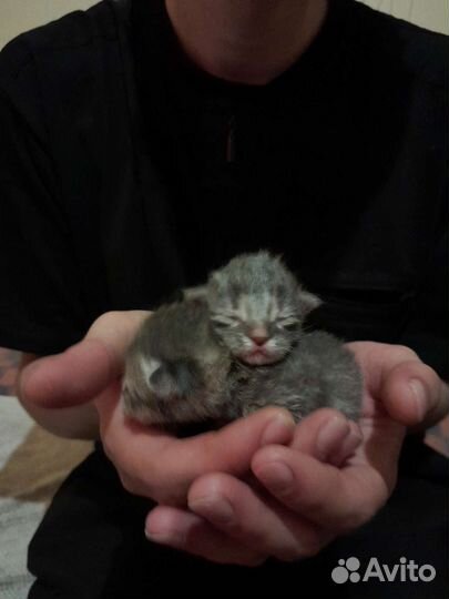 Кошка в дар бесплатно