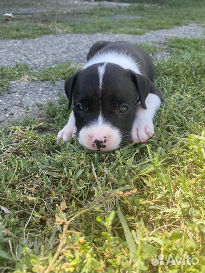 Щенки стаффорда