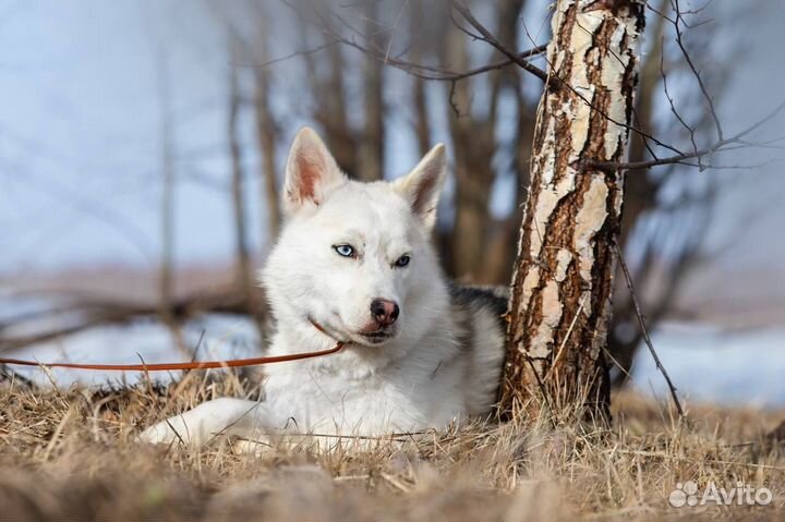 Хаски Кия в поисках дома
