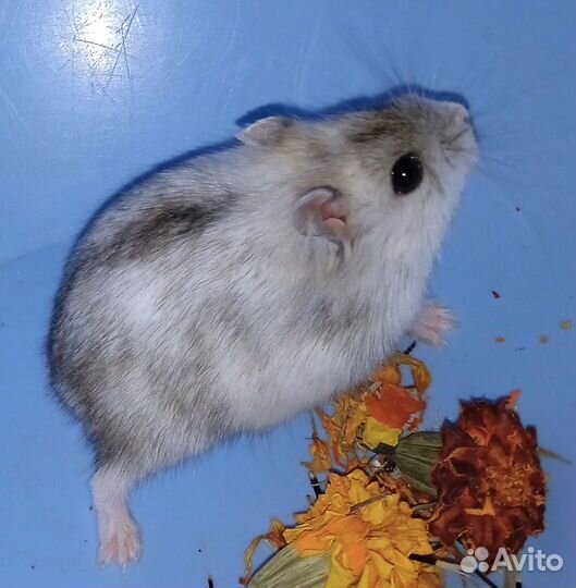 Маленькие джунгарские хомячки