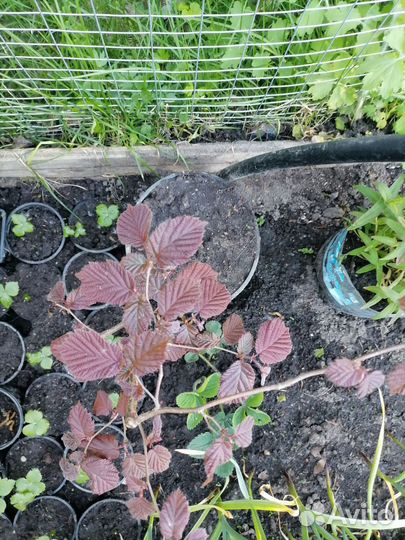 Орех лещина фундук краснолистный