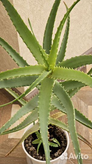 Алоэ столетник