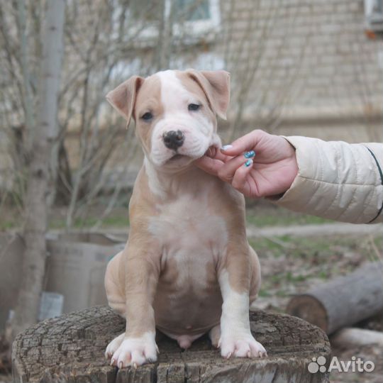 Щенки Аст