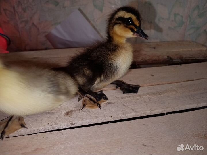 Гусята утята