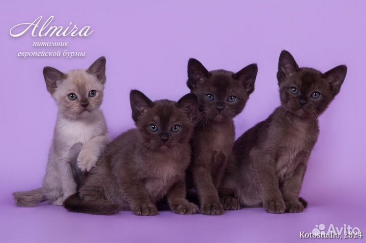 Котята из питомника
