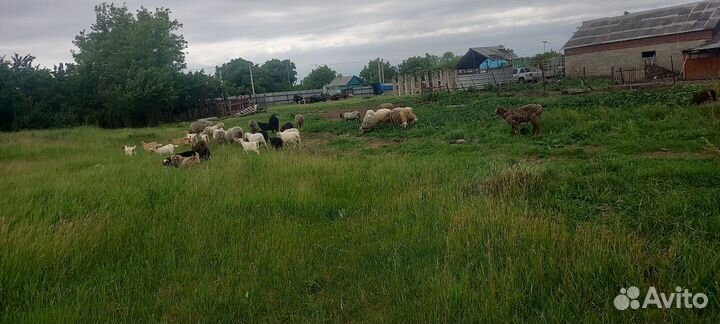 Овцы бараны