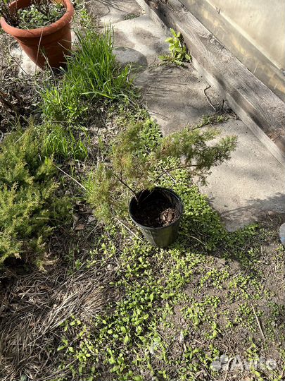 Можжевельник