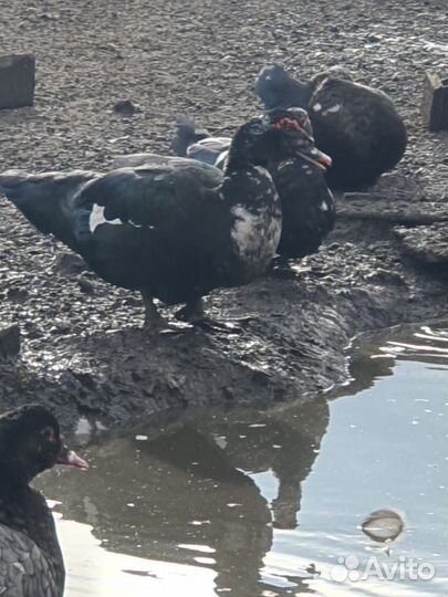 Бройлеры,утята,индюшата