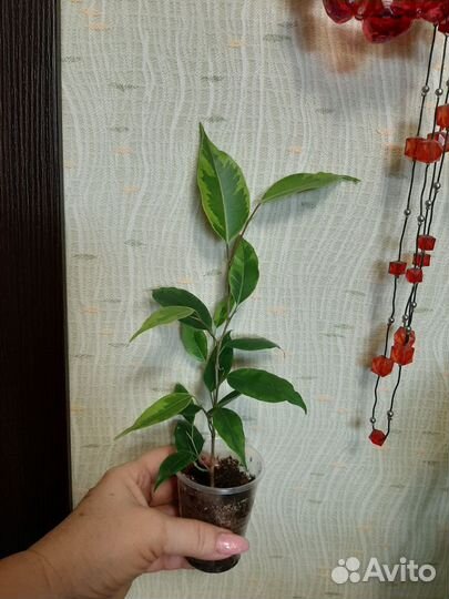 Фикус бенджамина пестролистный