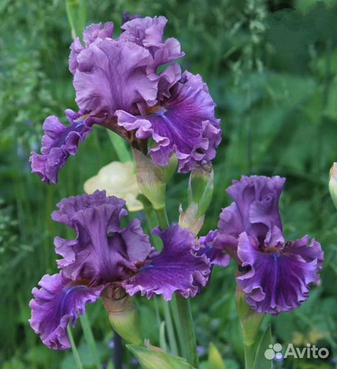 Ирисы сортовые