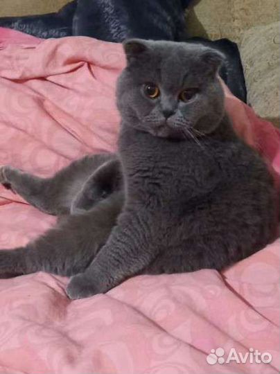 Британский кот вязка