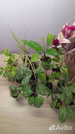 Комнатные цветы